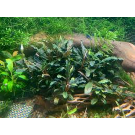 Wasserpflanze Bucephalandra Brownie Purple im Behälter