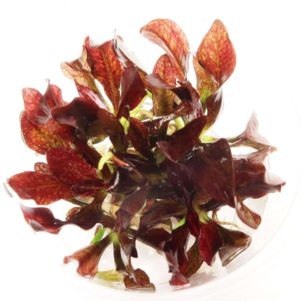 AnimalstoreXL Waterplant Echinodorus Little Mystery in bakje