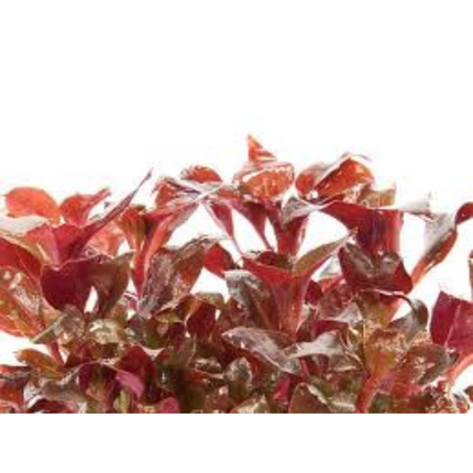 Wasserpflanze Echinodorus Little Mystery im Behälter