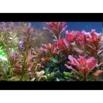 Wasserpflanze Echinodorus Little Mystery im Behälter