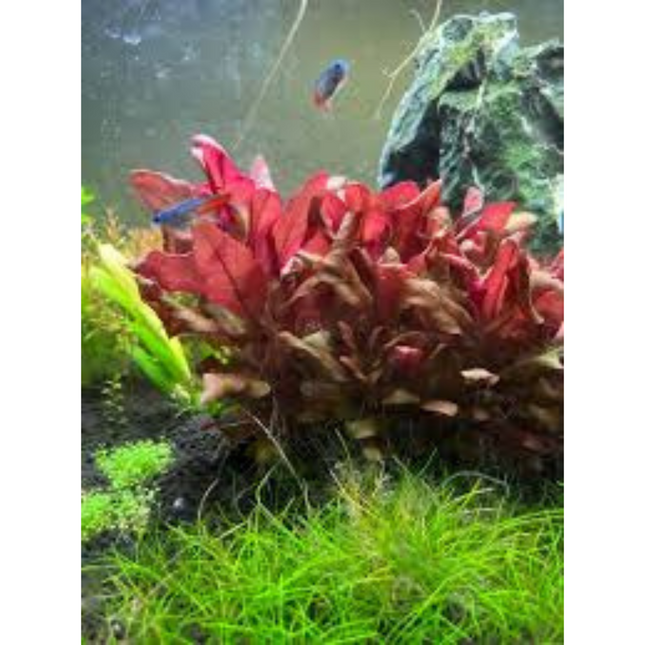 Wasserpflanze Echinodorus Little Mystery im Behälter