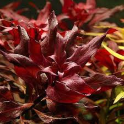 Wasserpflanze Echinodorus Little Mystery im Behälter