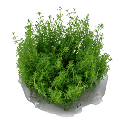 AnimalstoreXL Waterplant Myriophyllum sp. Guyana