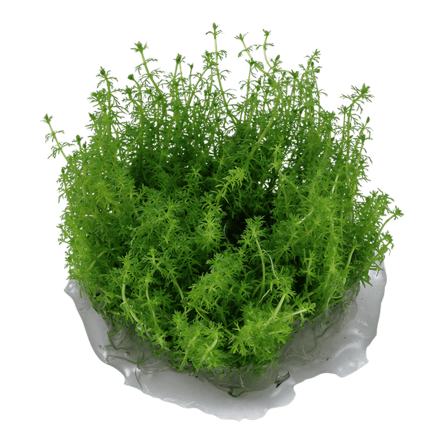 AnimalstoreXL Waterplant Myriophyllum sp. Guyana
