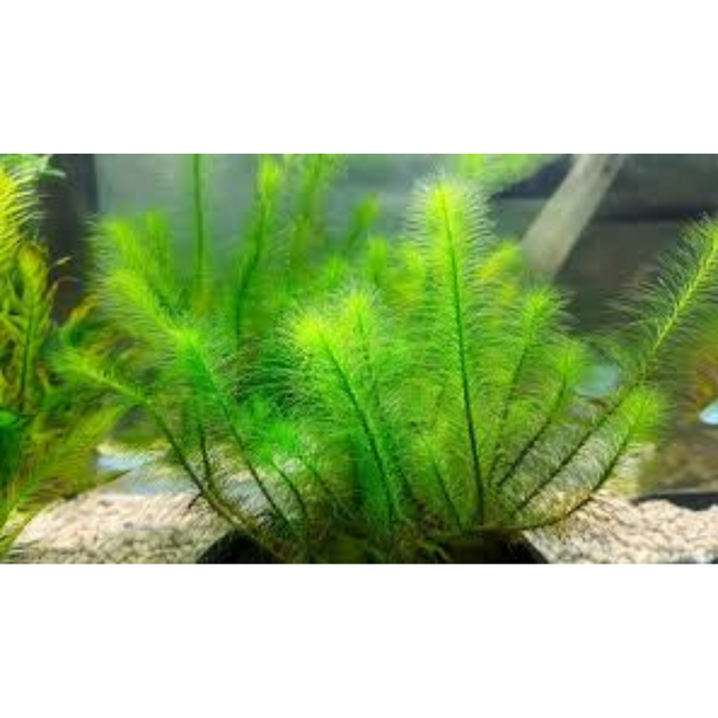 Wasserpflanze Myriophyllum sp. Guyana