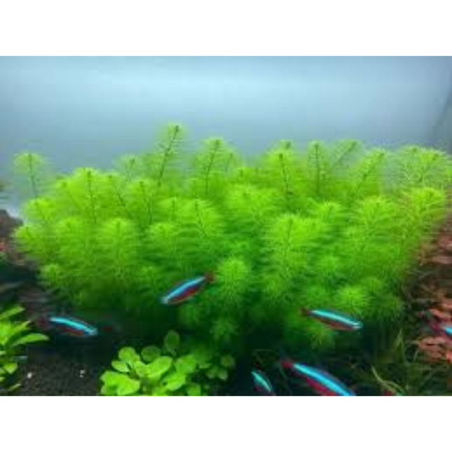 Wasserpflanze Myriophyllum sp. Guyana