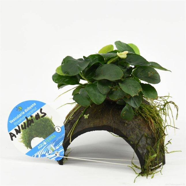 AnimalstoreXL Waterplant 3-gaats kokosnoot met anubias