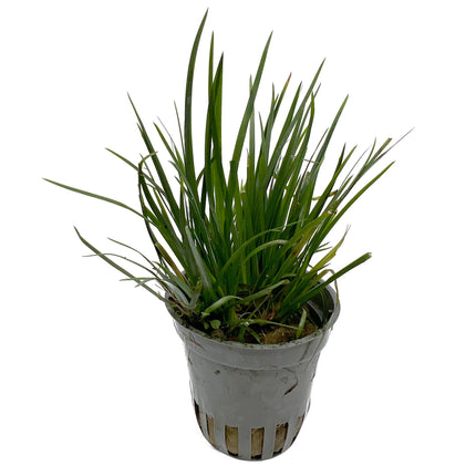 AnimalstoreXL Waterplant Acorus gramineus var. Pusillus 5 cm in pot