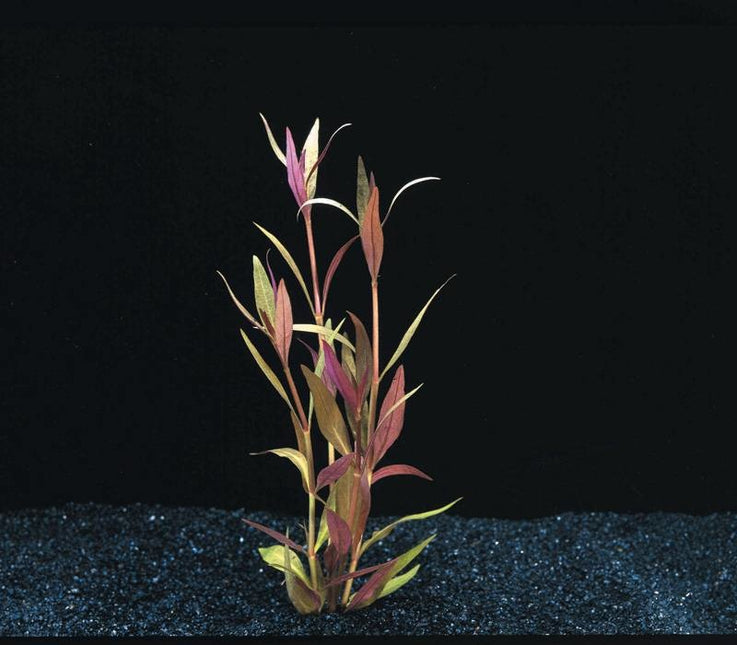 AnimalstoreXL Waterplant Alternanthera Reineckii Mini