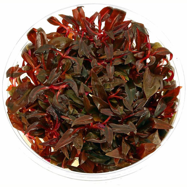 AnimalstoreXL Waterplant Alternanthera Reineckii Mini in vitro bakje