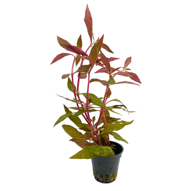 AnimalstoreXL Waterplant Alternanthera Reineckii 'Rosanervig'