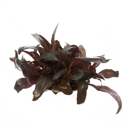AnimalstoreXL Waterplant Alternanthera reineckii Mini in-vitro