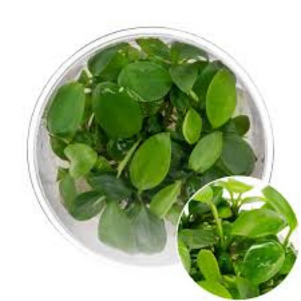 Wasserpflanze Anubias Barteri Var. Nana Petite in-vitro