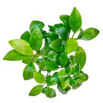 Wasserpflanze Anubias Barteri Var. Nana Petite in-vitro