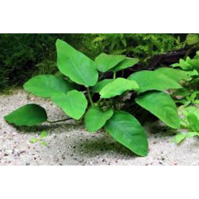 Wasserpflanze Anubias Barteri Var. Nana Petite in-vitro
