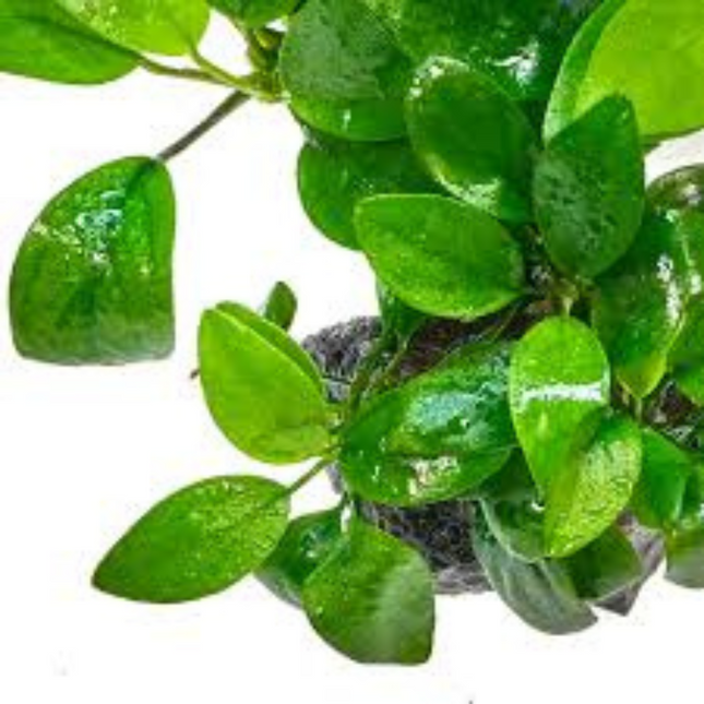 Wasserpflanze Anubias Barteri Var. Nana Petite in-vitro