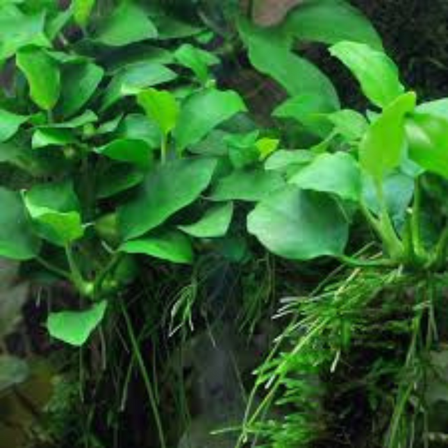 Wasserpflanze Anubias Barteri Var. Nana Petite in-vitro