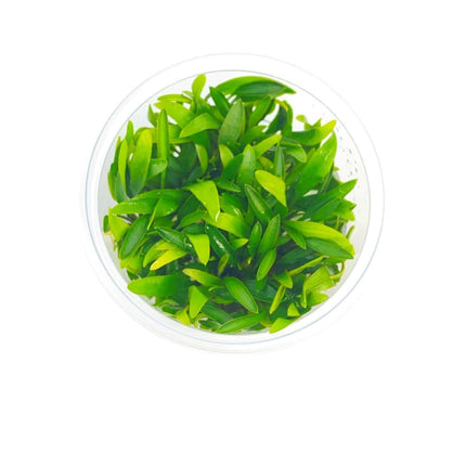 AnimalstoreXL Waterplant Cryptocoryne Pygmaea in-vitro