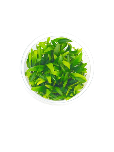AnimalstoreXL Waterplant Cryptocoryne Pygmaea in-vitro