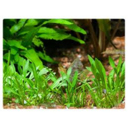 Wasserpflanze Cryptocoryne Pygmaea in-vitro