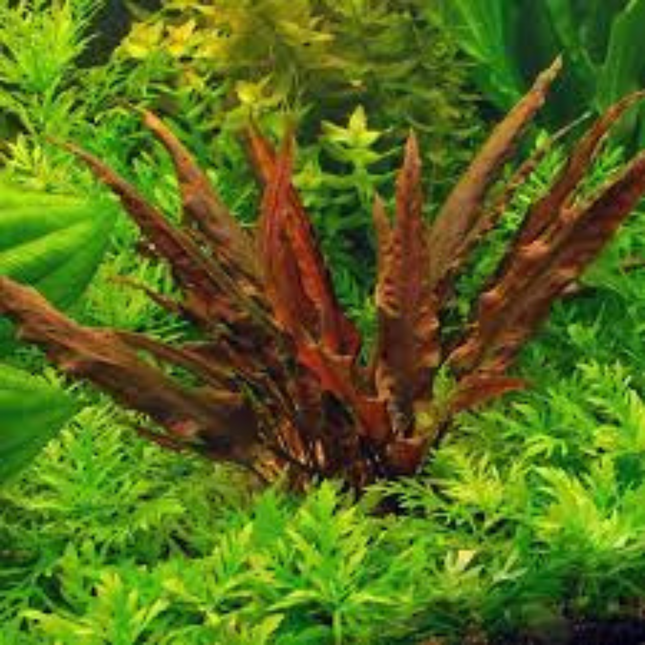 Wasserpflanze Cryptocoryne Rubella in-vitro