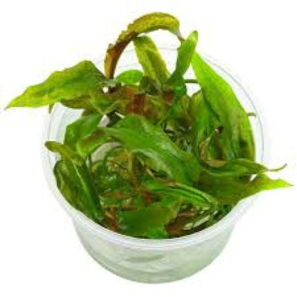 Wasserpflanze Cryptocoryne Usteriana in-vitro