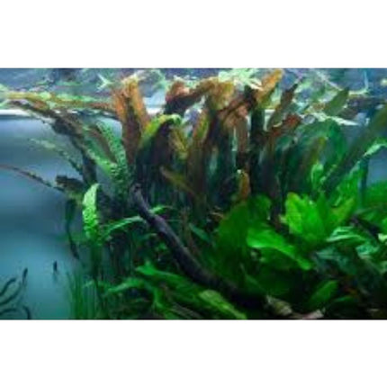 Wasserpflanze Cryptocoryne Usteriana in-vitro