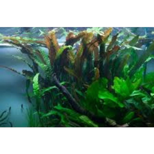 Wasserpflanze Cryptocoryne Usteriana in-vitro