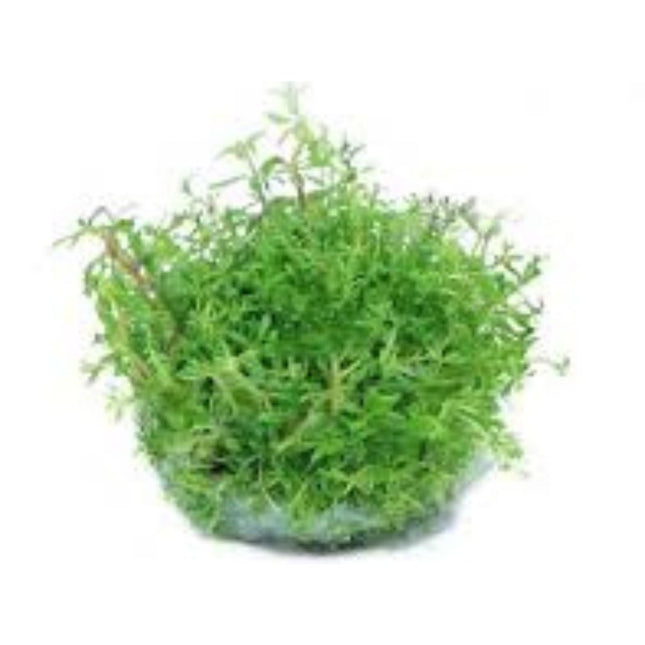 Wasserpflanze Limnophila Sp. Vietnam in-vitro