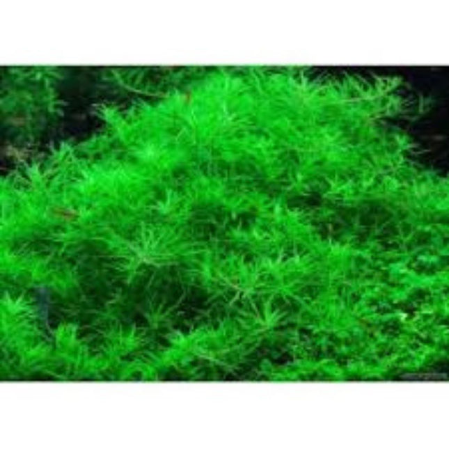 Wasserpflanze Limnophila Sp. Vietnam in-vitro