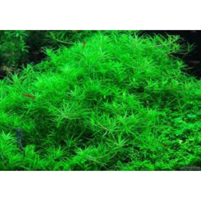 Wasserpflanze Limnophila Sp. Vietnam in-vitro