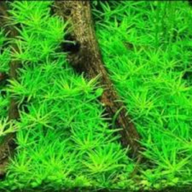 Wasserpflanze Limnophila Sp. Vietnam in-vitro