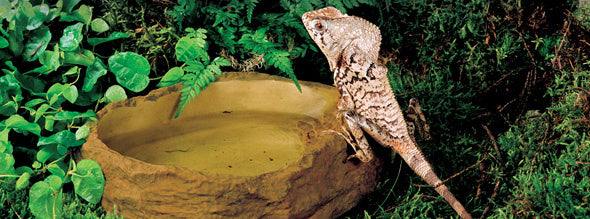 AnimalstoreXL Waterschaal Groot