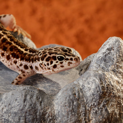 AnimalstoreXL Wet Rock - Keramische Grot Groot