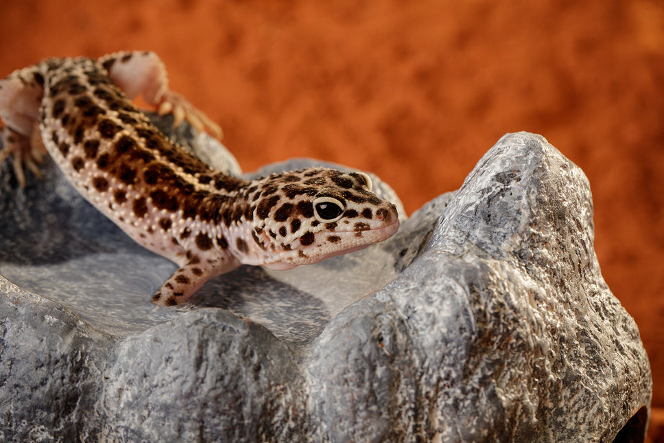 AnimalstoreXL Wet Rock - Keramische Grot Klein