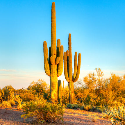 AnimalstoreXL Woestijnzand Geel 4,5kg Terrarium Substraat