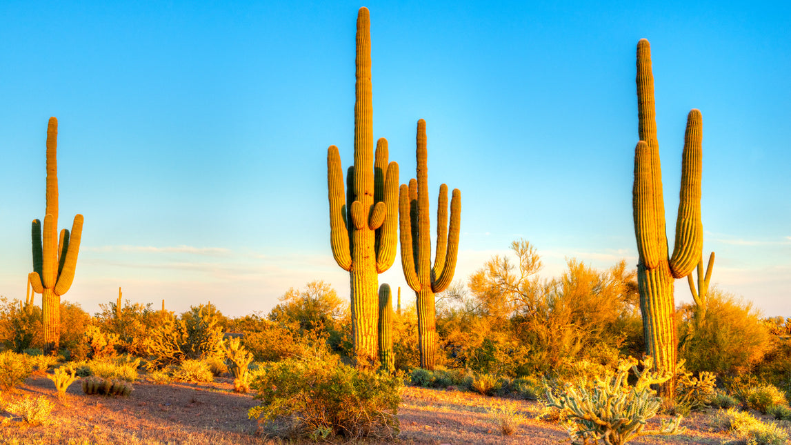 AnimalstoreXL Woestijnzand Rood 4,5kg Terrarium Substraat