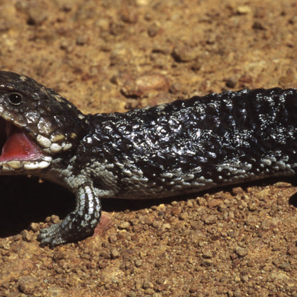 AnimalstoreXL Woestijnzand Rood 4,5kg Terrarium Substraat