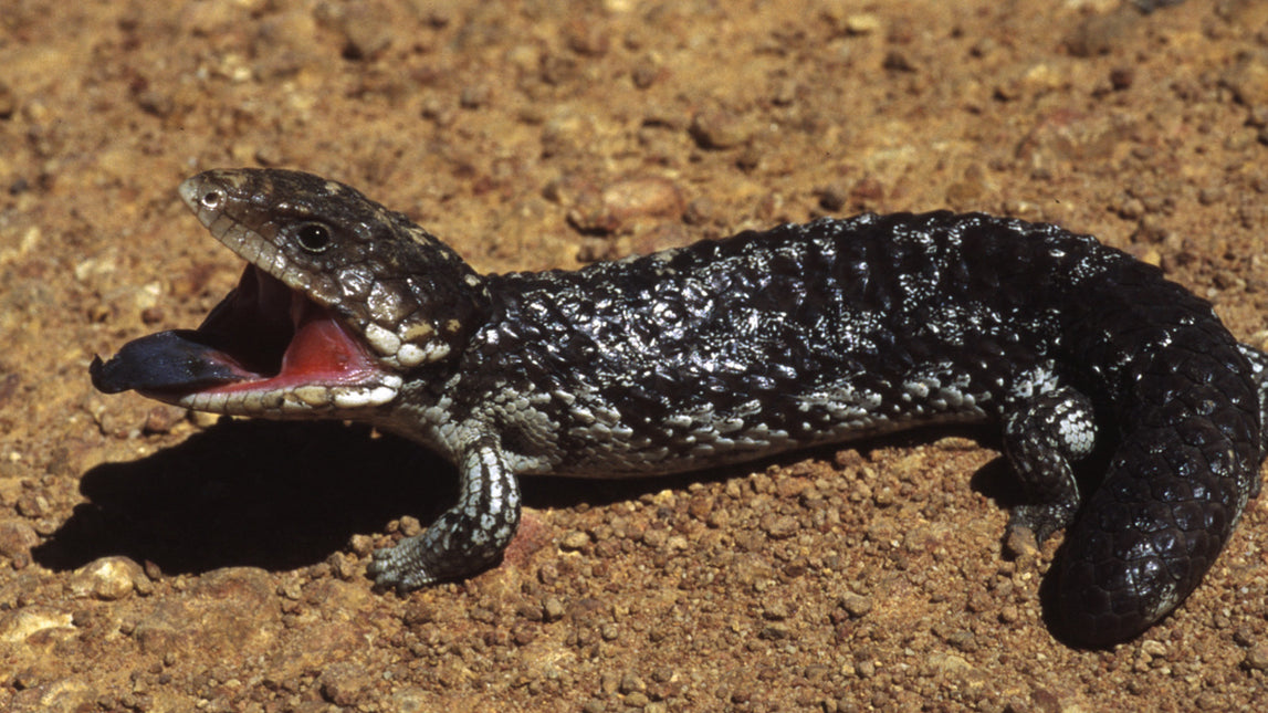 AnimalstoreXL Woestijnzand Rood 4,5kg Terrarium Substraat