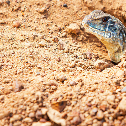 AnimalstoreXL Woestijnzand Rood 4,5kg Terrarium Substraat