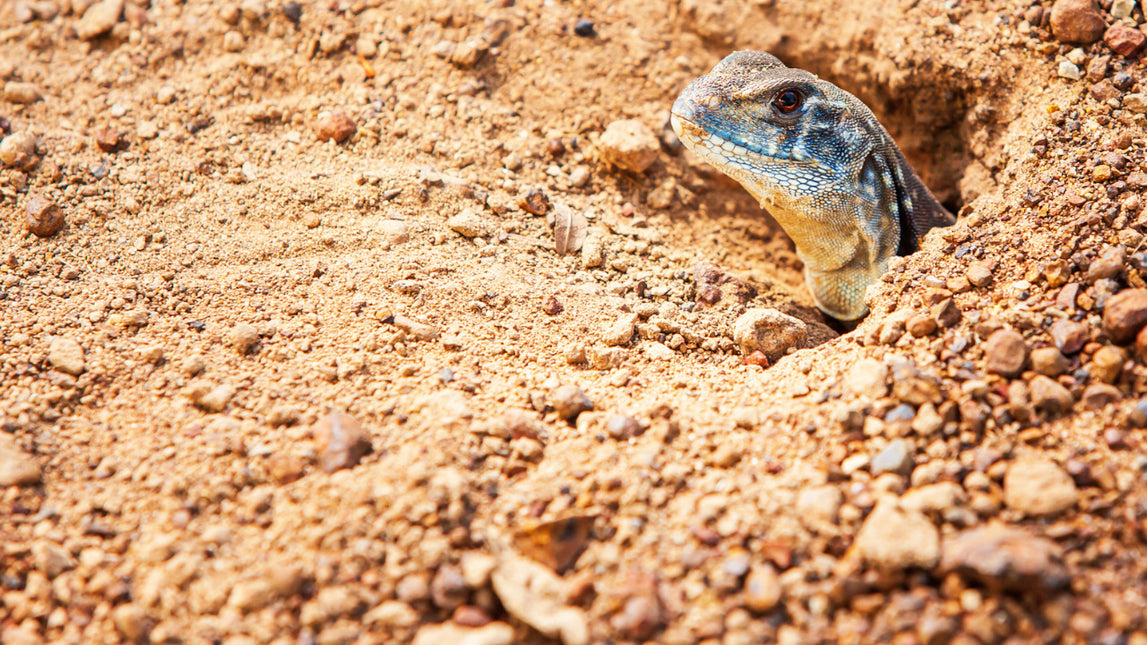 AnimalstoreXL Woestijnzand Zwart 4,5kg Terrarium Substraat