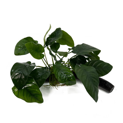 Anubias Barteri Nana auf Holz mit Saugnapf