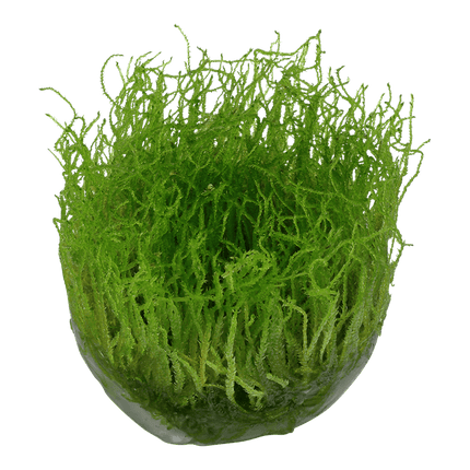 AnimalstoreXL Waterplant Taxiphyllum Barbieri Bogor Moss