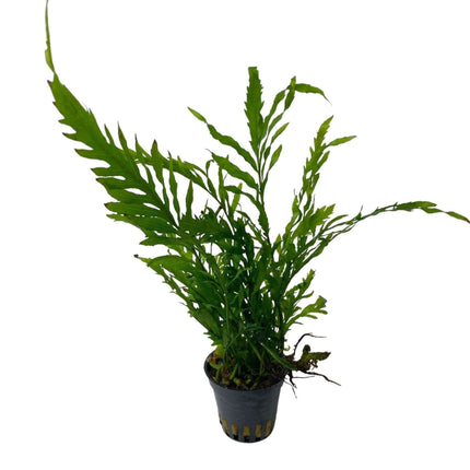 AnimalstoreXL Waterplant Bolbitis Heudelotii