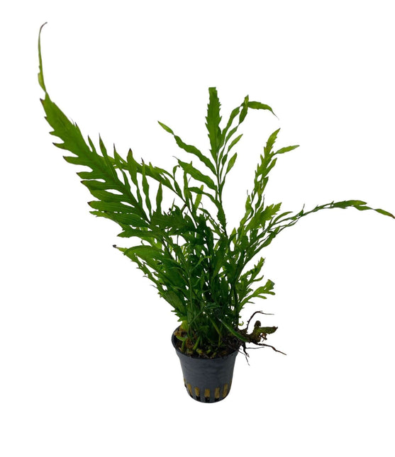 AnimalstoreXL Waterplant Bolbitis Heudelotii