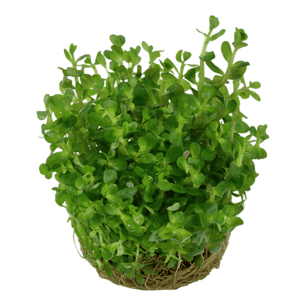 AnimalstoreXL Waterplant Rotala Indica Bonsai