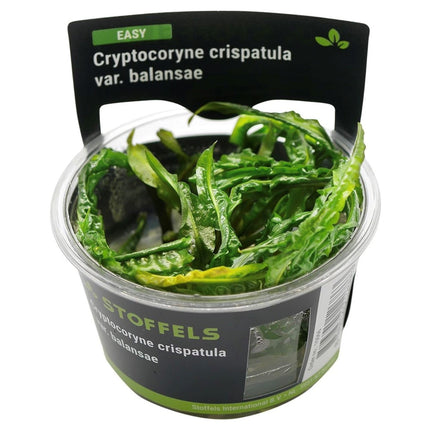 AnimalstoreXL Cryptocoryne crispatula in-vitro