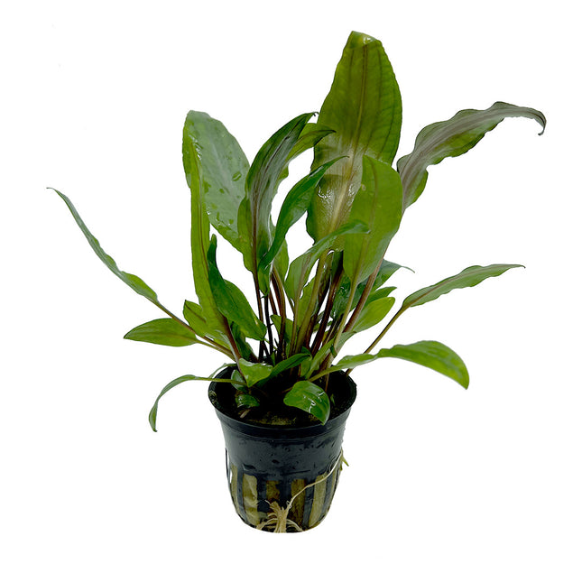 Cryptocoryne Undulata 5 cm im Topf