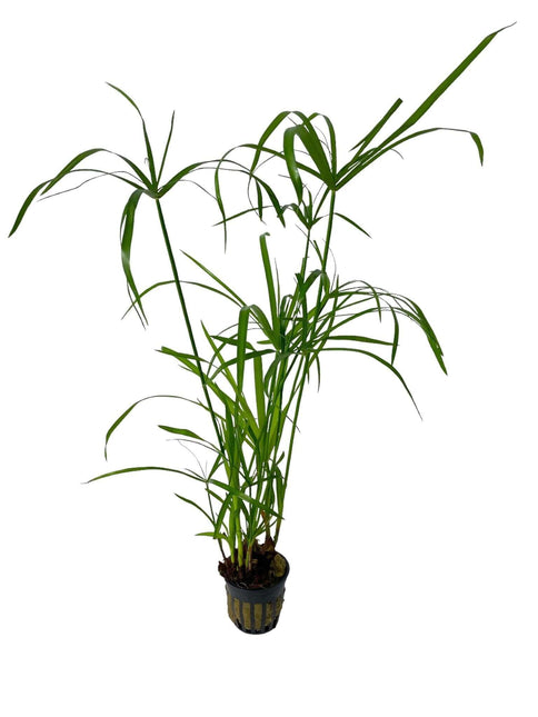 AnimalstoreXL Waterplant Cyperus Alternifolius