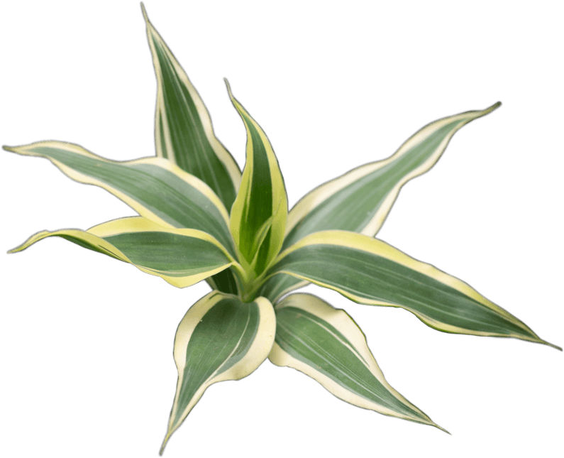 AnimalstoreXL Waterplant Dracaena Sanderiana